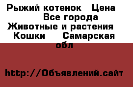 Рыжий котенок › Цена ­ 1 - Все города Животные и растения » Кошки   . Самарская обл.